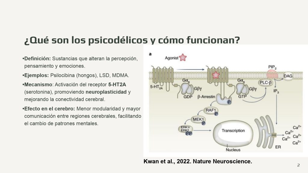 Psicodelicos.pptx_page-0002